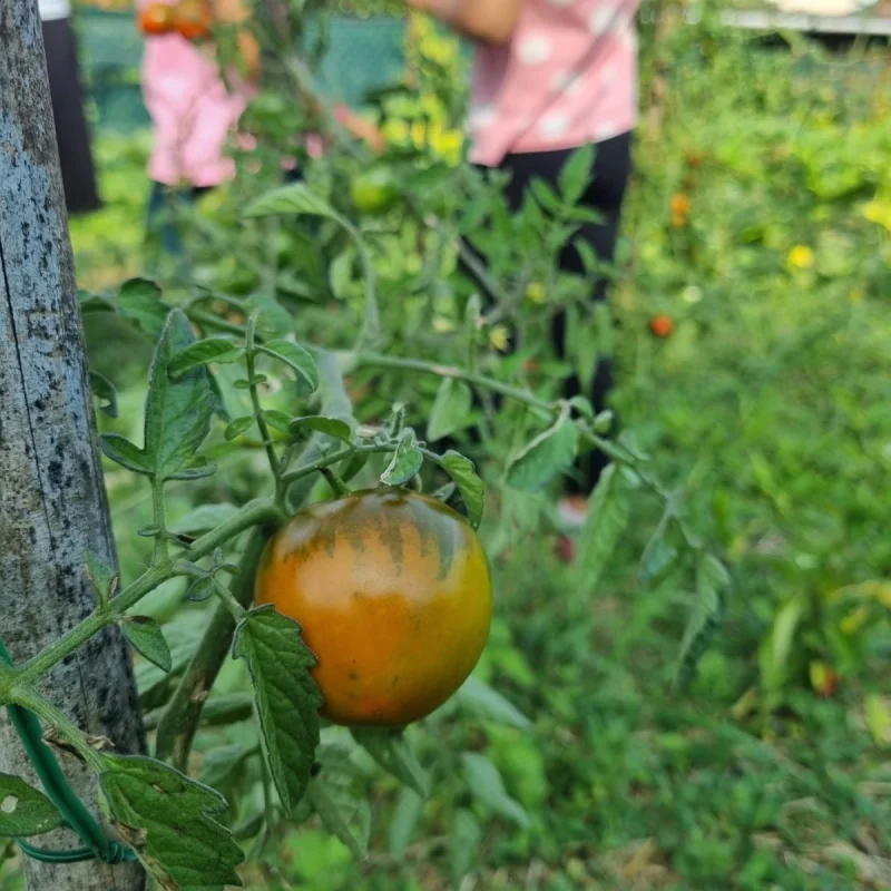 natura